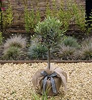 Olive Tree