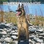 Belgian Malinois 2007 Calendar