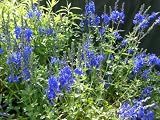 Eigenschaften Dachstauden  / Veronica teucrium `Knallblau - Ehrenpreis