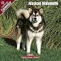 2009 Alaskan Malamute Wall Calendar