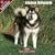 2009 Alaskan Malamute Wall Calendar