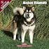 2009 Alaskan Malamute Wall Calendar