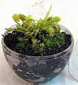 Carnivorous Venus Fly Trap Bio-Dome Terrarium - Live Plant