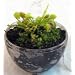 Carnivorous Venus Fly Trap Bio-Dome Terrarium – Live Plant