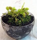 Carnivorous Venus Fly Trap Bio-Dome Terrarium - Live Plant