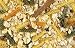 Crazy Corn Cooked Bird Food Noodles Nuts 12oz