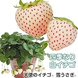 国華園　いちご苗　天使のイチゴR　雪うさぎP　3株