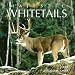 Search : Majestic Whitetails 2009 Calendar