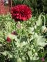 500 Poppy Flower Seeds. Scarlet Peony Poppies.