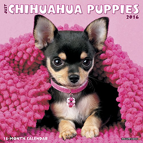 2016 Just Chihuahua Puppies Wall Calendar