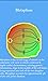 Cell Division