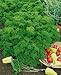 Triple Moss Curled Parsley Seeds - Petroselinum Crispum - 0.5 Grams - Approx 250 Gardening Seeds - Vegetable Garden Seed