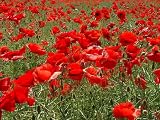 Papaver - CORN - FLANDERS - FIELD POPPY - 7000 seeds