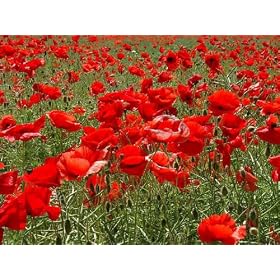 Papaver - CORN - FLANDERS - FIELD POPPY - 7000 seeds