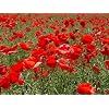 Papaver - CORN - FLANDERS - FIELD POPPY - 7000 seeds