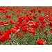 Papaver - CORN - FLANDERS - FIELD POPPY - 7000 seeds