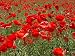 Papaver - CORN - FLANDERS - FIELD POPPY - 7000 see