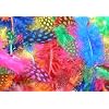 Exotic Spotty Funky Feathers