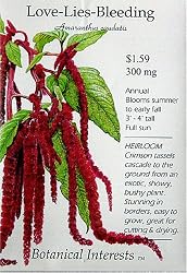 Love Lies Bleeding Heirloom Seeds 175 Seeds