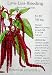Love Lies Bleeding Heirloom Seeds 175 Seeds
