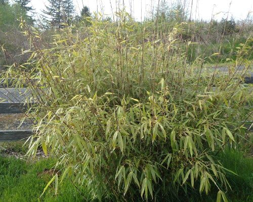 Box of 4 Fargesia Rufa Clumping Bamboo Plants