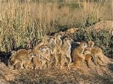 Jigsaw of CH-4039 Suricate / Meerkat - troop sunbathing on a winter sunrise from Ardea