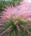 Cotton Candy Grass By Collections Etc