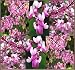 WESTERN Redbud Cercis occidentalis BRIGHT PINK FLOWER TREE Tree Seeds FALL COLORS (110 Seeds - 1/8 oz)