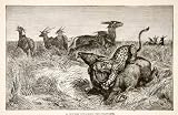 1884 Wood Engraving Leopard Gazelle Springbok Hunter Prey Savanna Africa Cheetah - Original Wood Engraving