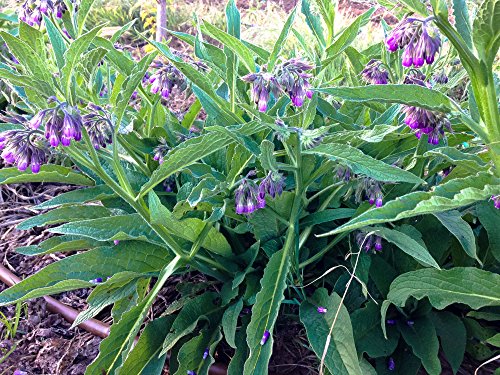Organic True Comfrey Seeds: 1 gram, ~80 seeds: Non-GMO, Certified Organic Heirloom Seed Packet