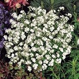 'Snowsylva' Forget-Me-Not - 8 plants - Myosotis