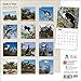 Goats in Trees 2015 Wall Calendar
