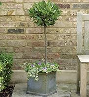 Bay Planter