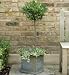 Bay Planter at Marks and Spencer Online