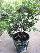 Southmoon "Mild Winter" Blueberry Plant, Two Gallon Container by Monrovia Growers
