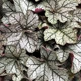 【6号鉢大株】ヒューケラ「シルバー・ストリーク」