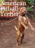 American Pitbull Terrier