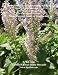 Formulating Essential Oils Blends that Heal - How to Select Essential Oils with Chemical Properties for Therapeutic Results - Ester - Chemical Family of ... Professional: Healing with Essential Oils)