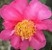 Camellia hiemalis 