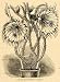 1896 Print Nightblooming Cereus Flowers Art Hawaii - Original Halftone Print