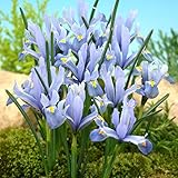 [秋植え球根]ミニミニアイリス：カンタブ[キャンタブ]6球入り 3袋セット