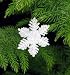 Norfolk Island Pine -Christmas Tree- 6" Pot - Decorated