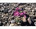 Photographic Prints of Dwarf Fireeweed Broadleaved Willowherb from ArcticPhoto