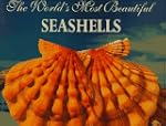 The World's Most Beautiful Seashells