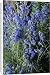 Canvas Prints of Bog sage (Salvia uliginosa) from Science Photo Library