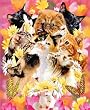 Luxury Cats Blanket - Large size Cats Throw Blanket 79inx 95in