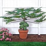 Papaya T.R. Hovey Tree-Carica papaya-Easy to grow fruit