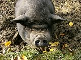 H�ngebauchschwein Mauspad (310)