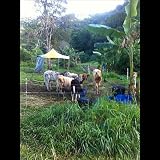 Save A Cow