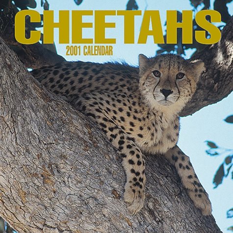 Cheetahs